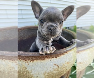 French Bulldog Puppy for sale in MIDDLEBURY, IN, USA