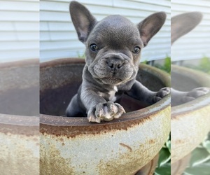 Boxer Puppy for sale in MIDDLEBURY, IN, USA