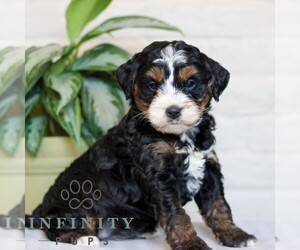 Bernedoodle (Miniature) Puppy for sale in LITITZ, PA, USA