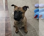 Puppy Lavender Belgian Malinois