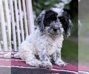 Cocker Spaniel-Poodle (Miniature) Mix Puppy for sale in FREDERICKSBURG, OH, USA