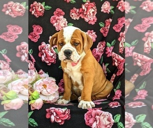 Olde English Bulldogge Puppy for sale in COCHRANVILLE, PA, USA