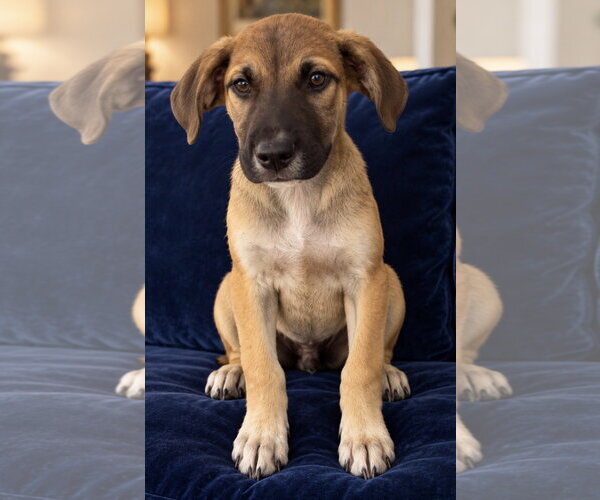Medium Photo #2 Bogle Puppy For Sale in Southbury, CT, USA
