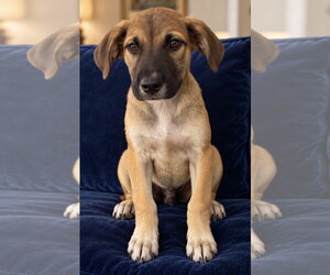 Bonfire Boo ~ meet me! - Male Bogle Dog for Adoption - Photo #2