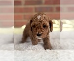 Small Photo #44 Cavapoo-Poodle (Toy) Mix Puppy For Sale in PENSACOLA, FL, USA