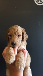 Labradoodle Puppy for sale in PLEASANT VIEW, TN, USA