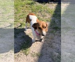 Small Photo #1 Dachshund Puppy For Sale in ASHLAND, NE, USA