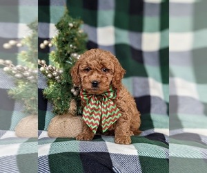 Goldendoodle (Miniature) Puppy for sale in KIRKWOOD, PA, USA