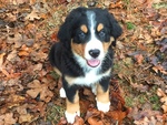 Puppy 5 Bernese Mountain Dog-Greater Swiss Mountain Dog Mix