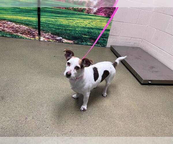 Medium Photo #1 Chihuahua-Parson Russell Terrier Mix Puppy For Sale in Moreno Valley, CA, USA