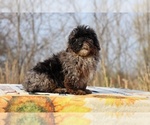 Small #33 ShihPoo