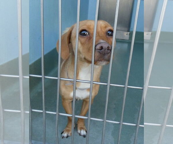 Medium Photo #2 Dachshund-Unknown Mix Puppy For Sale in Pasadena, CA, USA