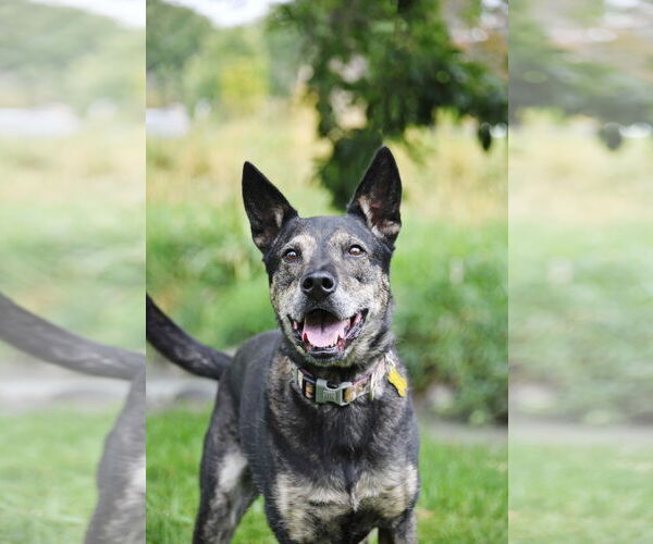 Medium Photo #17 German Shepherd Dog-Unknown Mix Puppy For Sale in Sandy, UT, USA
