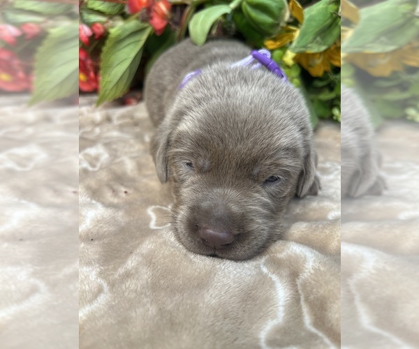 Medium Photo #9 Labrador Retriever Puppy For Sale in NEOLA, WV, USA