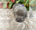 Small #8 Labrador Retriever