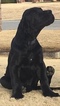 Small Photo #1 Great Dane Puppy For Sale in GLENPOOL, OK, USA