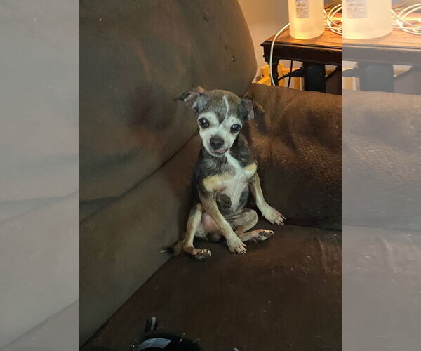 Medium Photo #2 Chihuahua Puppy For Sale in Middlesex, NC, USA