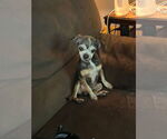 Small #1 Chihuahua