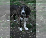 Small Labrador Retriever Mix