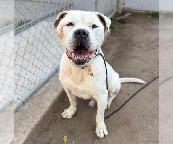 Medium Photo #1 Mutt Puppy For Sale in Modesto, CA, USA