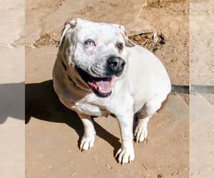 Bulldog-Unknown Mix Dogs for adoption in Pena Blanca, NM, USA