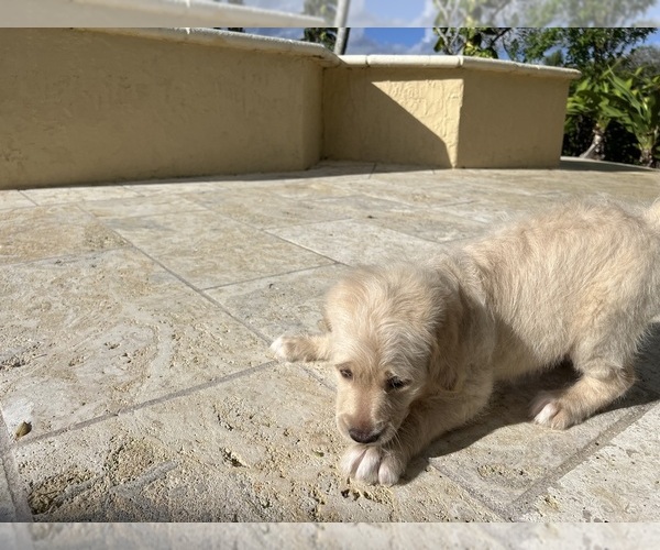 Medium Photo #35 Labradoodle Puppy For Sale in FORT LAUDERDALE, FL, USA