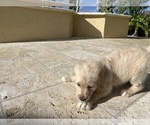 Small Photo #35 Labradoodle Puppy For Sale in FORT LAUDERDALE, FL, USA
