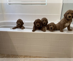 Goldendoodle Puppy for sale in HESPERIA, CA, USA