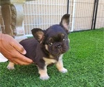 Small #7 French Bulldog