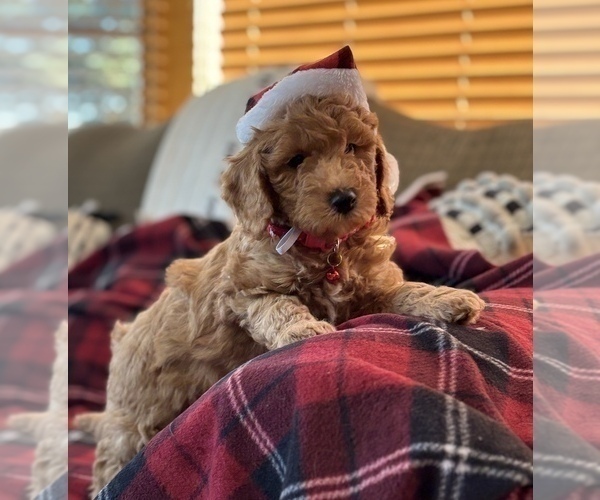 Medium Photo #1 Goldendoodle (Miniature) Puppy For Sale in SAINT MARYS, KS, USA