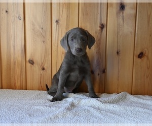 Labrador Retriever Puppy for sale in FREDERICKSBURG, OH, USA