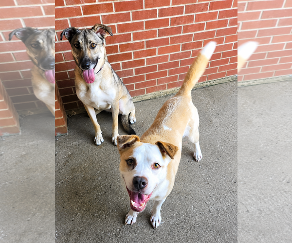 Medium Photo #6 Mutt Puppy For Sale in Bardstown, KY, USA