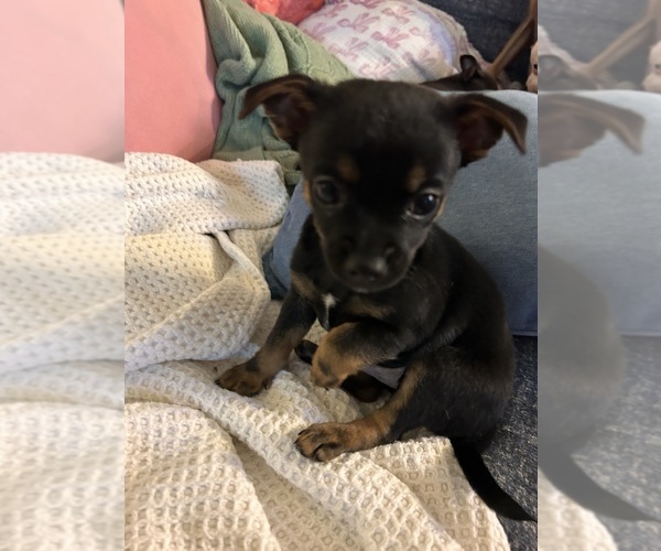 Medium Photo #2 Chihuahua Puppy For Sale in MONTGOMERY, AL, USA