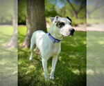 Small #5 American Pit Bull Terrier Mix
