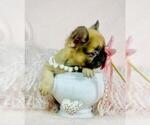 Small #23 Shih Tzu