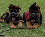 Female pups - Female German Shepherd Dog Puppy for Sale - Photo #6