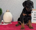 Small #9 Doberman Pinscher