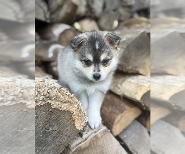 Medium Photo #5 Alaskan Klee Kai-Pomsky Mix Puppy For Sale in STAPLES, MN, USA