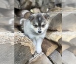 Small #4 Alaskan Klee Kai-Pomsky Mix