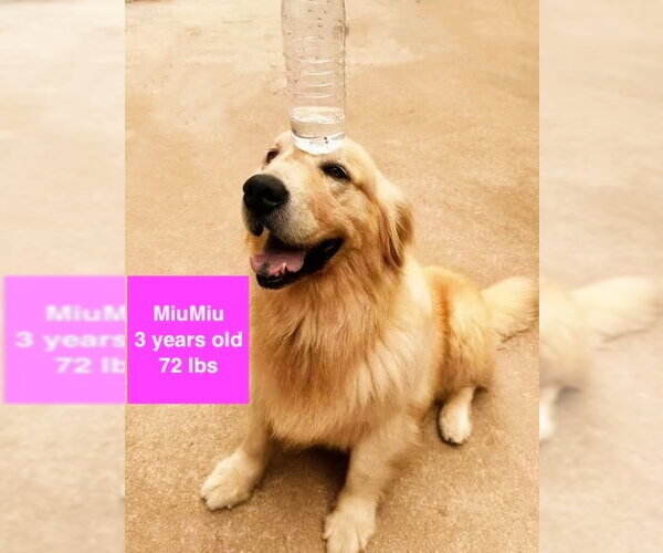 Medium Photo #3 Golden Retriever Puppy For Sale in West Hollywood, CA, USA