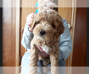 Goldendoodle (Miniature) Puppy for sale in ROY, UT, USA