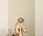 Puppy Dark Green Golden Retriever
