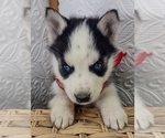 Small #3 Siberian Husky