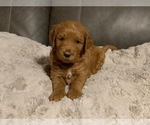 Small #17 Goldendoodle