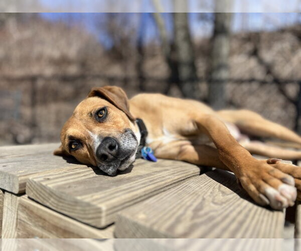 Medium Photo #10 Mutt Puppy For Sale in Elmsford, NY, USA