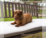 Small #3 Dachshund