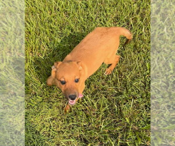 Medium Photo #3 German Shepherd Dog-Unknown Mix Puppy For Sale in Aurora, IN, USA