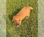 Small #2 German Shepherd Dog Mix