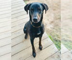 Small #2 Labrador Retriever Mix