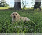 Small #6 Labrador Retriever